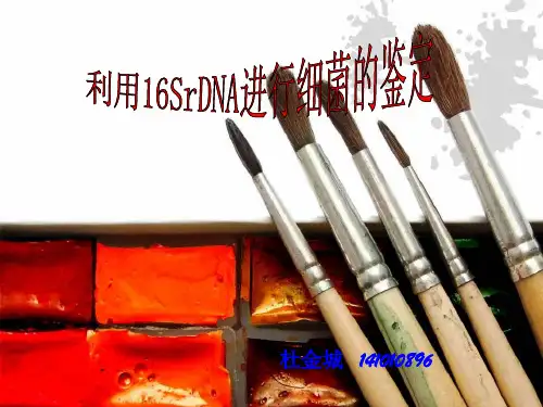 16S鉴定细菌的种属