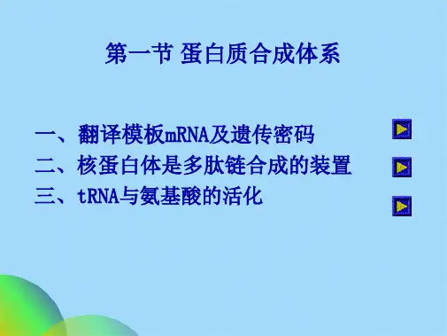 生物化学第十一章 蛋白质的生物合成(共65张PPT)全