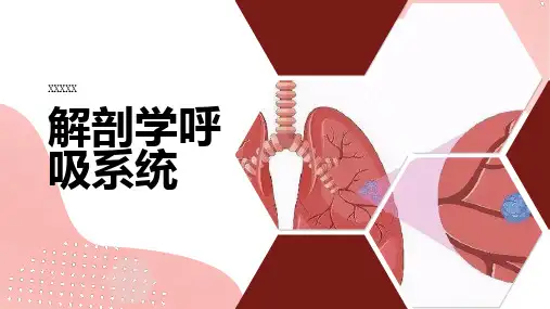 解剖学呼吸系统 (二)
