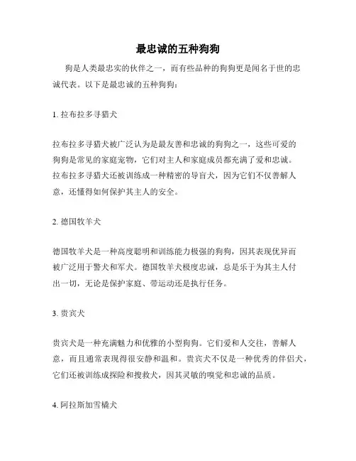 最忠诚的五种狗狗