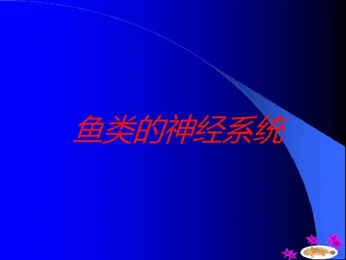 鱼类的神经系统培训ppt课件