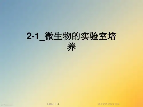 微生物的实验室培养