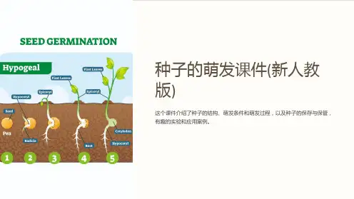 种子的萌发课件(新人教版)