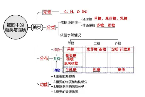 一轮复习2.2细胞中的糖类和脂质