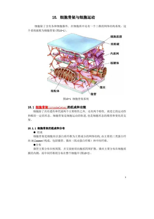 细胞生物学-1第十章：细胞骨架与细胞运动