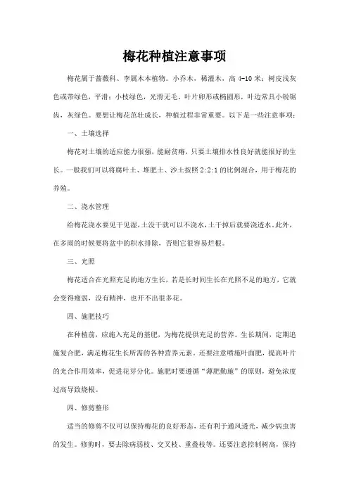 梅花种植注意事项