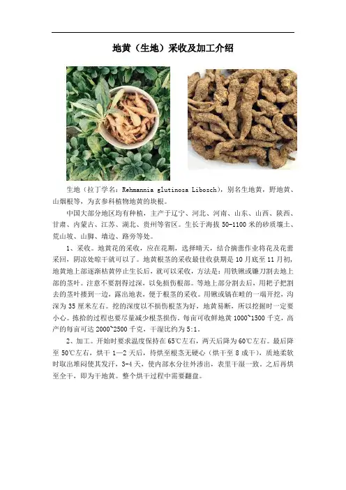 地黄(生地)采收及加工简单介绍
