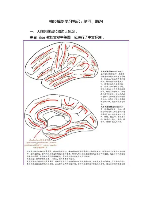 神经解剖学习笔记：脑回、脑沟