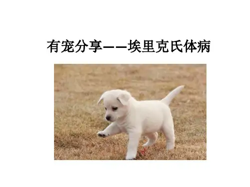 狗狗疾病之埃里克氏体病-有宠分享