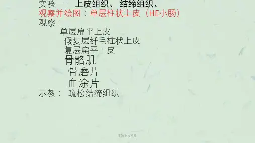 实验上皮组织课件