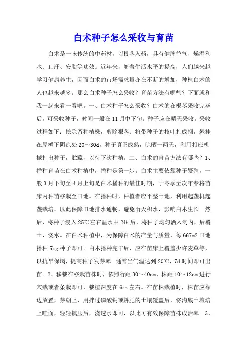 白术种子怎么采收与育苗