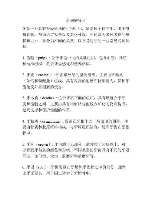 名词解释牙