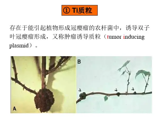 农杆菌介导的转化方法知识分享