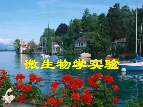 噬菌体的分离