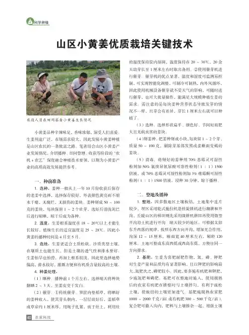 山区小黄姜优质栽培关键技术