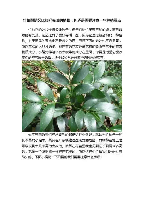 竹柏耐阴又比较好养活的植物，但还是需要注意一些种植要点