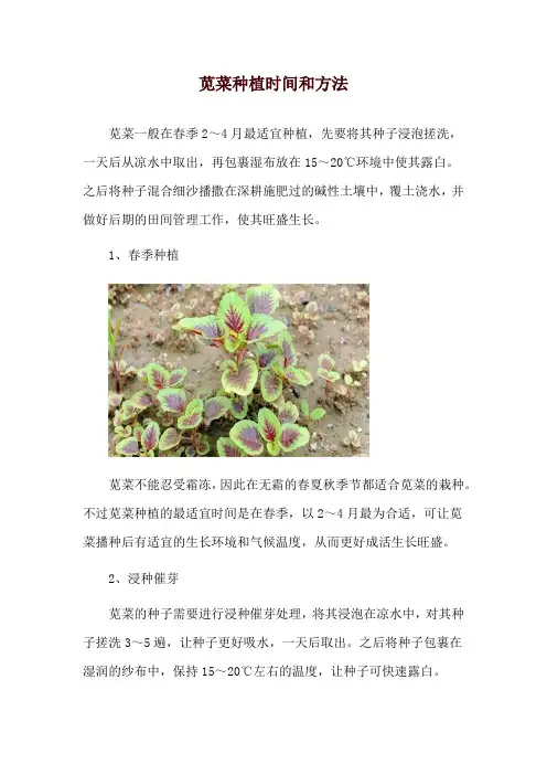 苋菜种植时间和方法