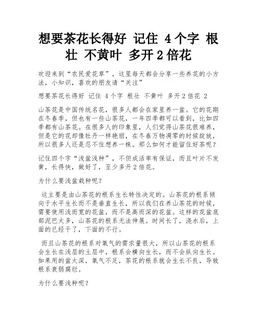 想要茶花长得好 记住 4个字 根壮 不黄叶 多开2倍花