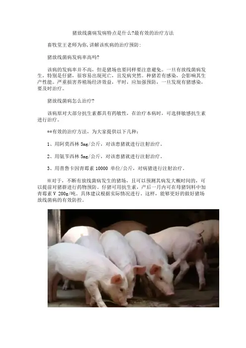  猪放线菌病发病特点是什么？最有效的治疗方法