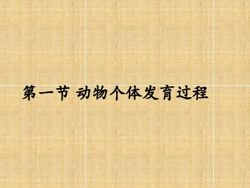 《第一节 动物胚胎发育的基本过程》   课件