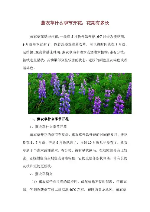薰衣草什么季节开花,花期有多长