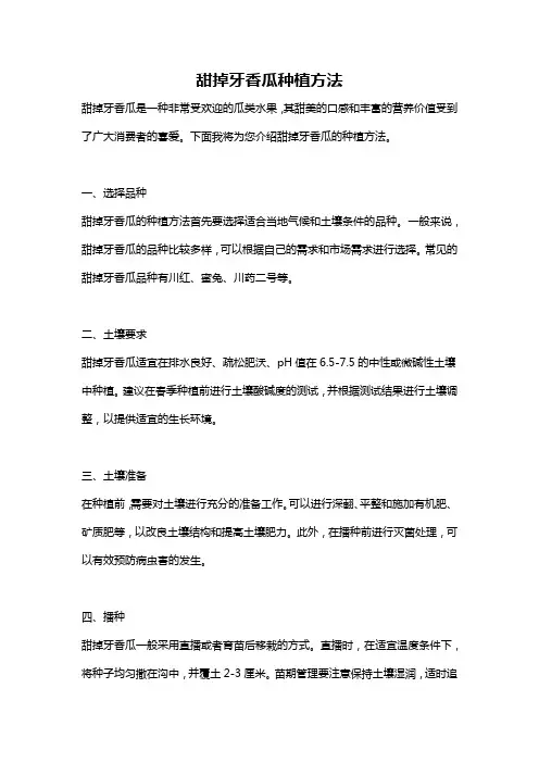 甜掉牙香瓜种植方法