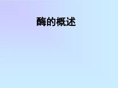 酶的概述