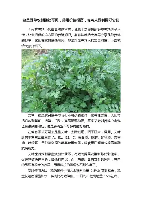 这些野草农村随处可见，药用价值很高，养鸡人要利用好它们