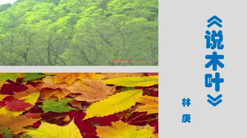 《说“木叶”》ppt课件