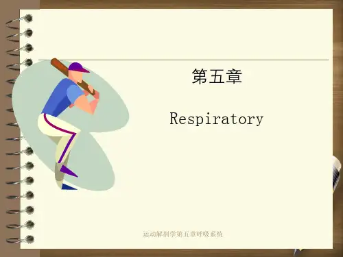 运动解剖学第五章呼吸系统