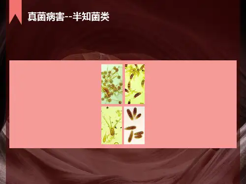 真菌病害半知菌