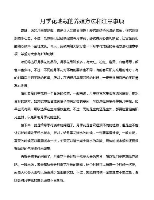 月季花地栽的养殖方法和注意事项