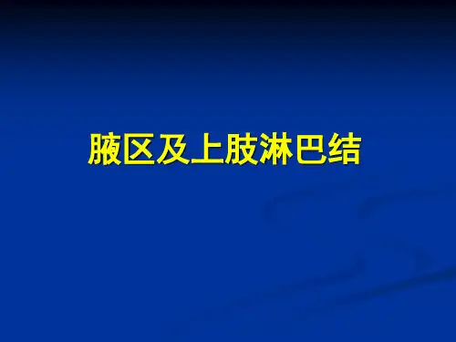 腋区解剖