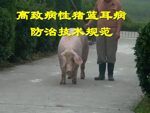 猪蓝耳病防治技术规范.ppt