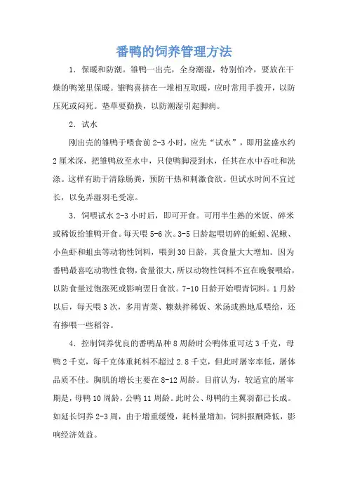 番鸭的饲养管理方法