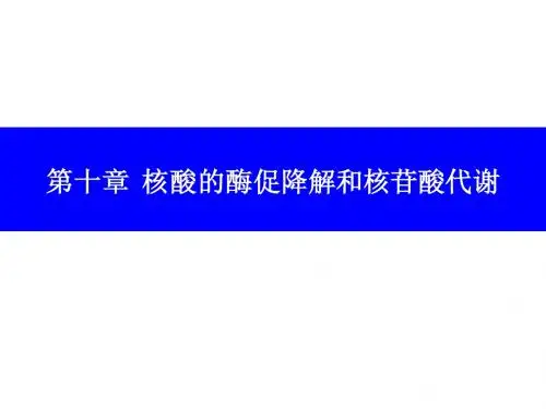 第十章 核酸的酶促降解和核苷酸代谢
