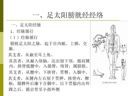 经络学-足太阳膀胱经