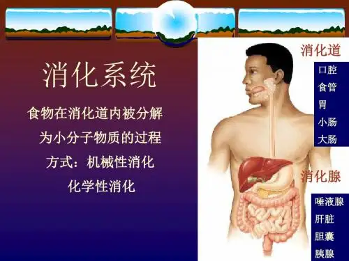 生理学消化系统PPT课件