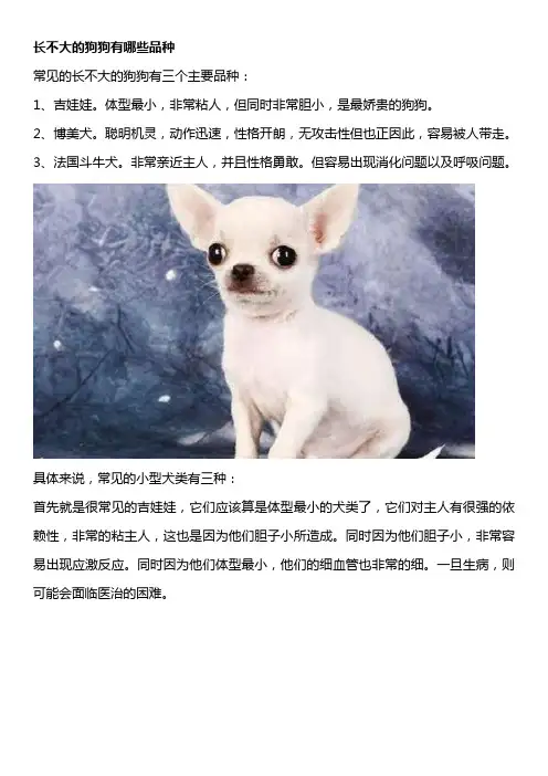 长不大的狗狗有哪些品种