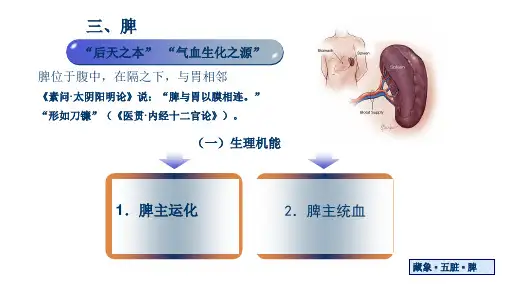 中医学基础理论-藏象-五脏-脾