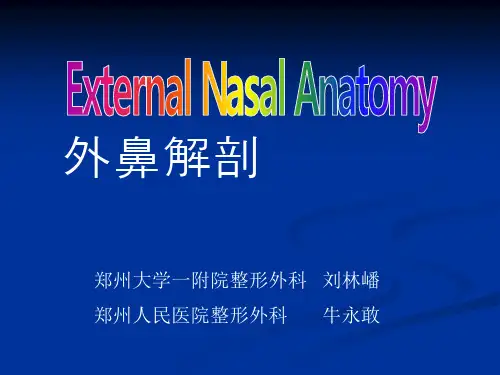外鼻解剖