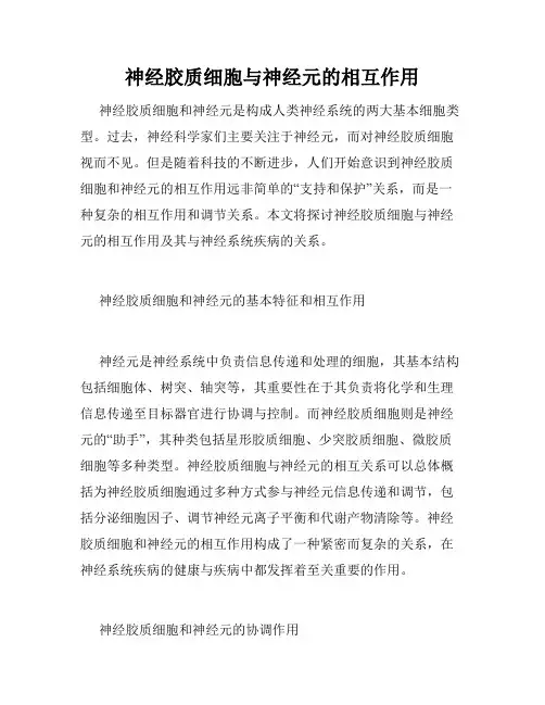 神经胶质细胞与神经元的相互作用