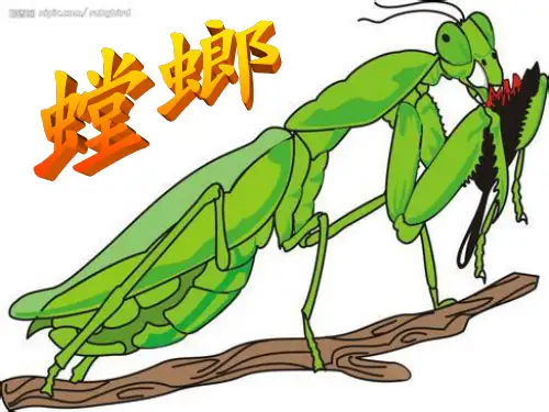 螳螂PPT课件