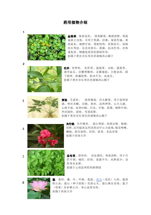 药用植物的介绍