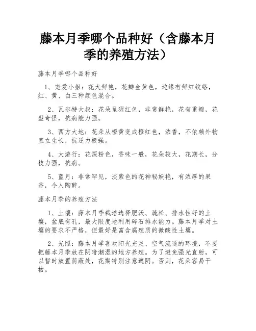藤本月季哪个品种好(含藤本月季的养殖方法)