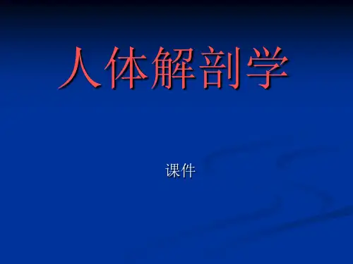 人体解剖学多媒体课件