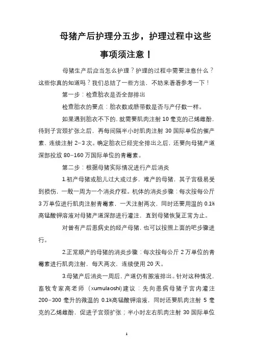 母猪产后护理分五步,护理过程中这些事项须注意!