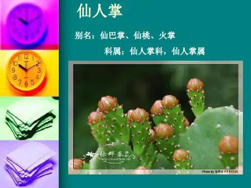 36仙人掌和多浆植物