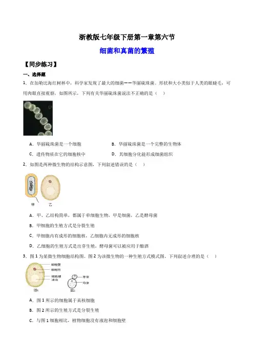 1.6细菌和真菌的繁殖(练习)(原卷版)