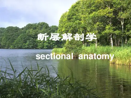 断层解剖学
